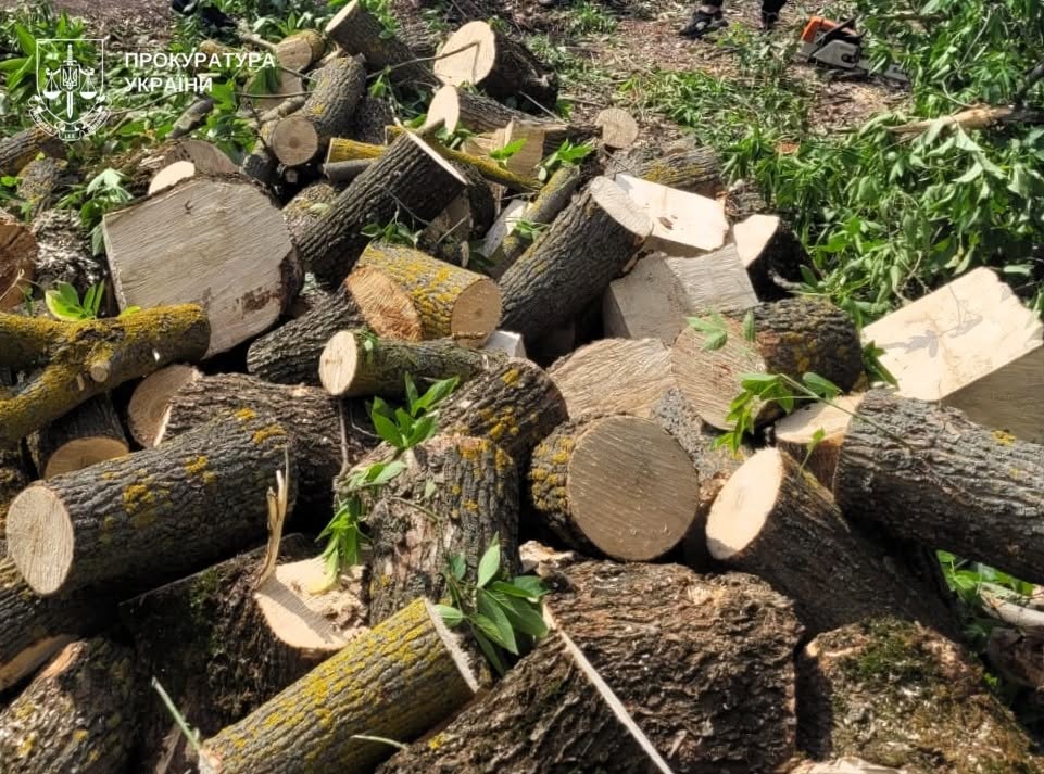 На Полтавщині викрили групу, яку підозрюють у незаконній вирубці майже 500 дерев